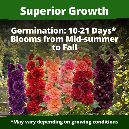 HOME GROWN Hollyhock Chaters Double Mix 2,400 Seeds – Holly Hocks Seeds for Planting Spring 2026, Double Flower Hollyhock Seeds, Flower Seeds Perennial Outdoor Garden (Alcea rosea)