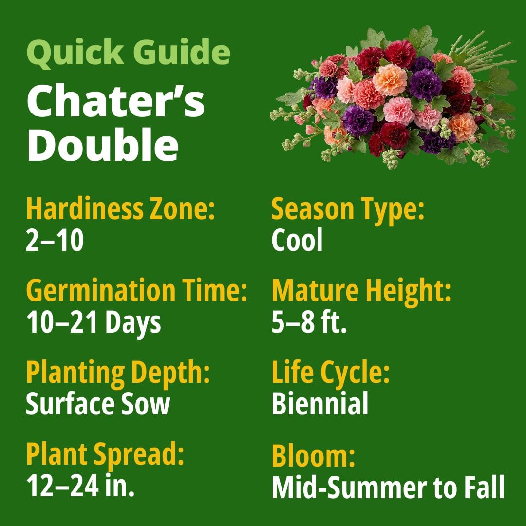 HOME GROWN Hollyhock Chaters Double Mix 2,400 Seeds – Holly Hocks Seeds for Planting Spring 2026, Double Flower Hollyhock Seeds, Flower Seeds Perennial Outdoor Garden (Alcea rosea)