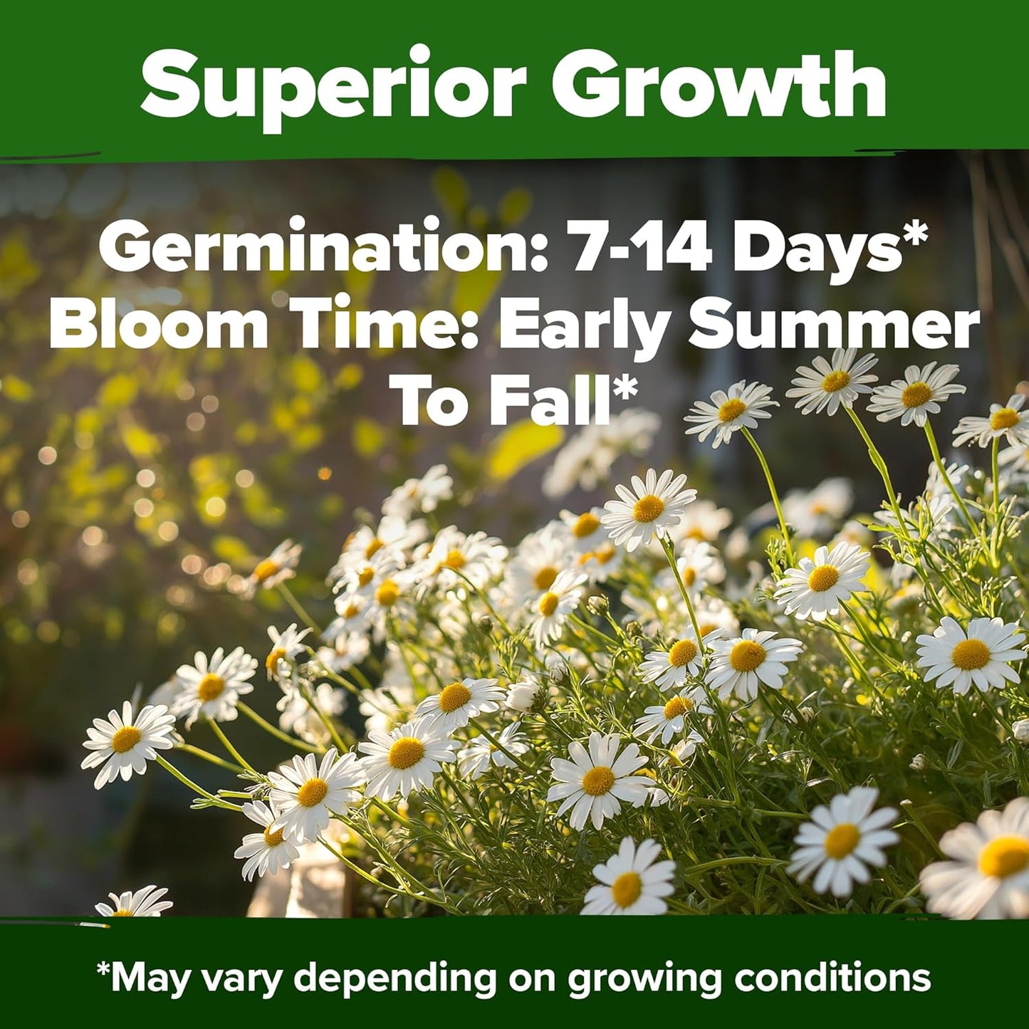 HOME GROWN German Chamomile Seed Pack 2,280 Non GMO Heirloom Seeds for Planting for Sustainable Gardens and Soothing Medicinal Herbal Teas (Matricaria chamomilla)