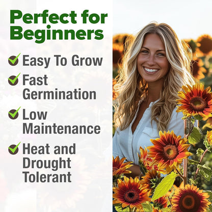 HOME GROWN Autumn Beauty Sunflower Seeds to Plant 40 Heirloom Non-GMO Sunflower Seeds for Planting Blooms for Pollinator Support, and Ornamental Flower Garden (Helianthus annuus)